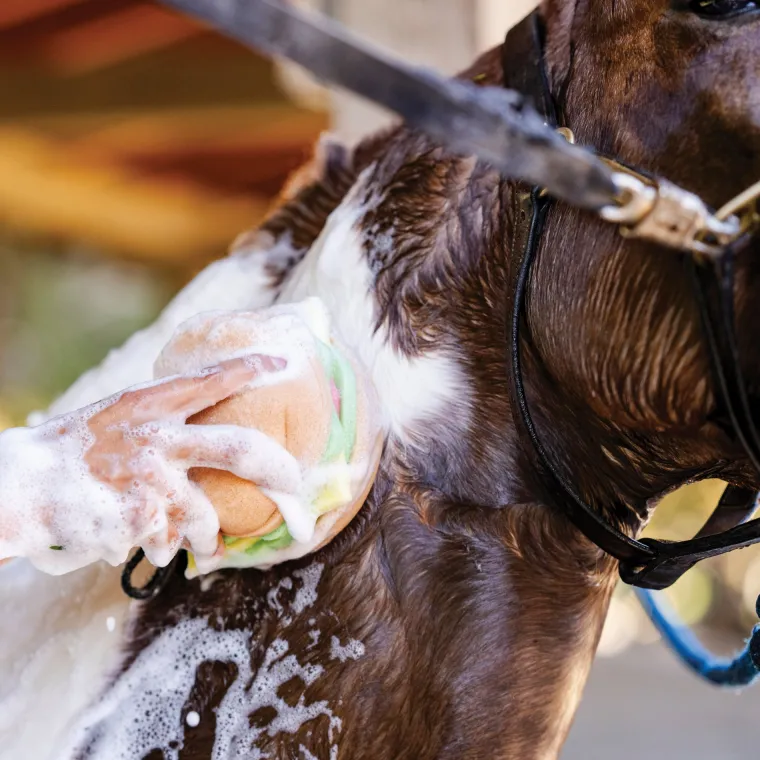 CGrgKCYV_4.webp Online DREAMERS N SCHEMERS The Tack Hack Burger Body Sponge Mixed