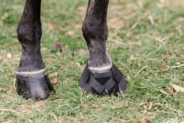 CTwunJlc_7.webp Outlet MACKINNON Hoof Wraps™ Bandage Black