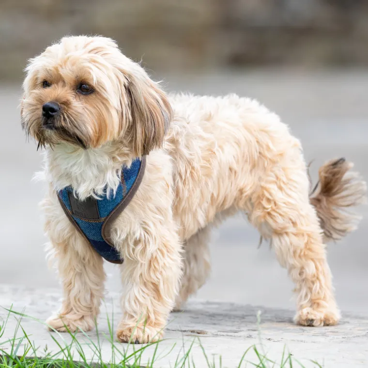 GNlZKeCl_1.webp Fashion SHIRES EQUESTRIAN Shires Digby & Fox Tweed Dog Harness