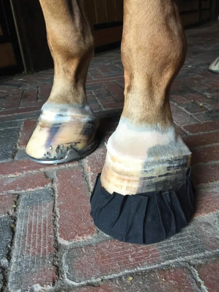 JaYCYJkB_1.webp Hot EQUIFIT ® Pack-N-Stick HoofTape - 6 pack Black