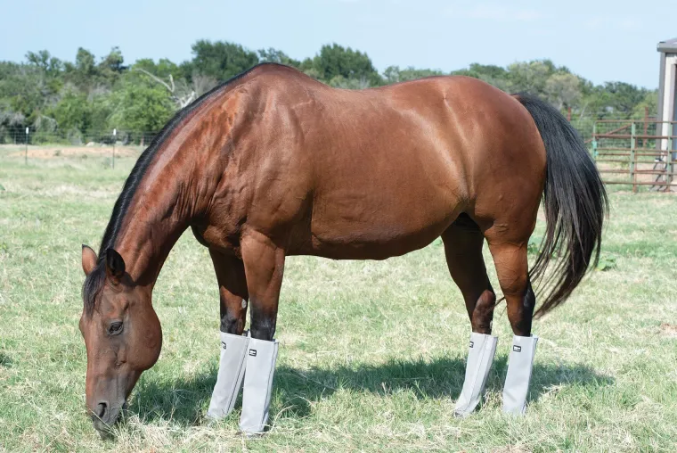 OJKoRZlR_5.webp Discount CASHEL COMPANY Cashel® Leg Guards - Set of 4