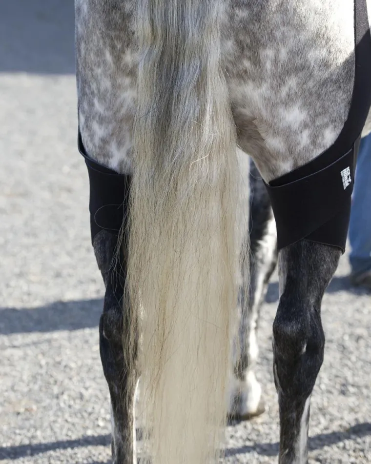 SDCMPZOg_3.webp Discount MACKINNON Ice Horse® Pony Stifle Wraps – Pair