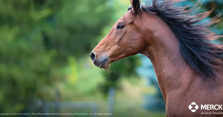 TSlvhIcT_4.webp Hot ANIMAL HEALTH INT Panacur® PowerPac