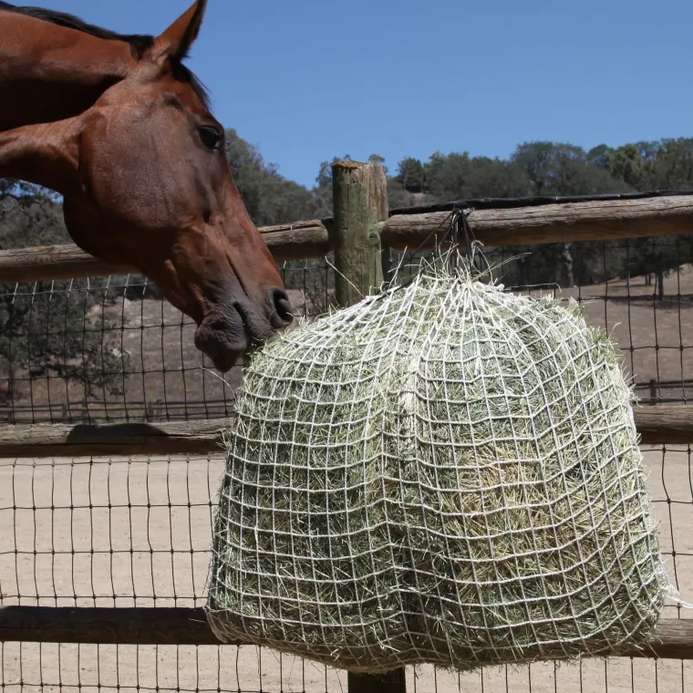 UegAtgSd_0.webp Best KENSINGTON Freedom Feeder Day Net Tan