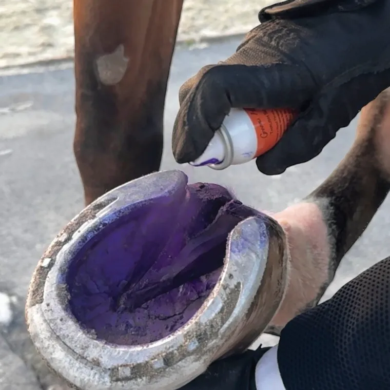 WrFcwmMt_2.webp Clearance RJ MATTHEWS Groom’s Hand Thrush Solution® Purple