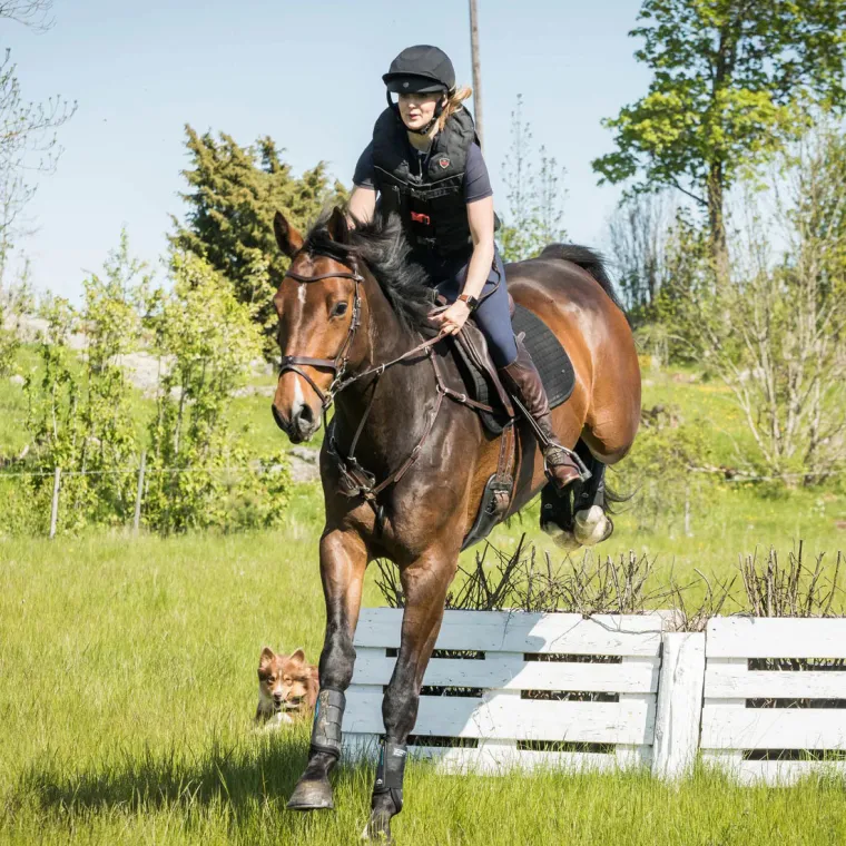 back-on-track-deep-nights-brus-tSBmiGwR-3.webp Online BACK ON TRACK BOT LL Back On Track® Deep Nights Brush Boots