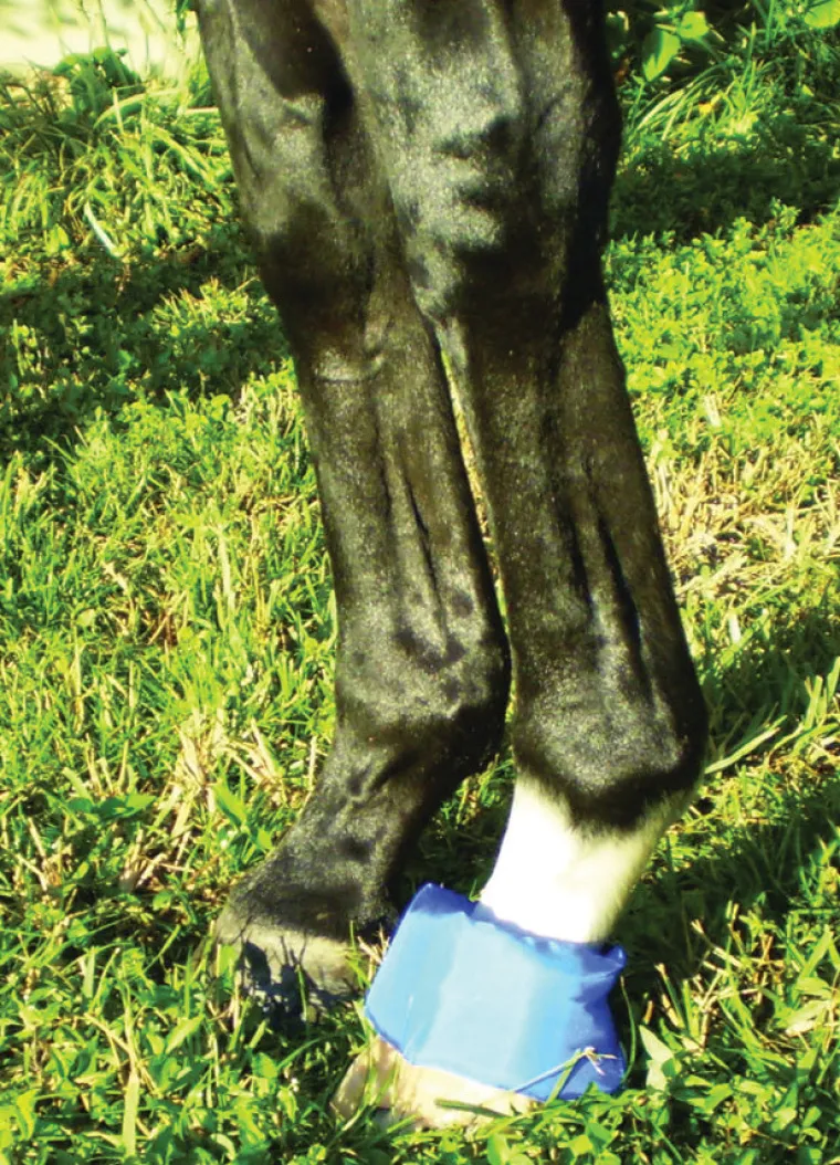 cKAidDDf_1.webp Online EZ ICE Hoof - Founder Pack Blue