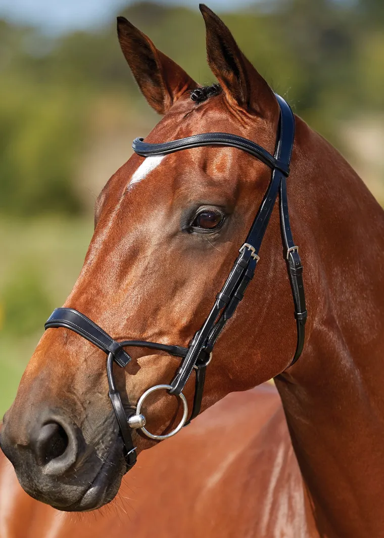 collegiate-comfitec-training-b-qwpTsfhS-0.webp New WEATHERBEETA Collegiate® ComFiTec™ Training Bridle
