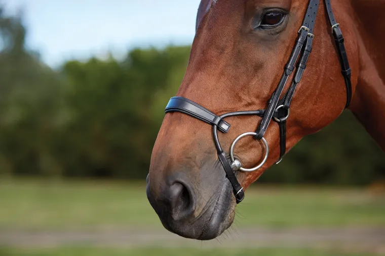 collegiate-comfitec-training-b-qwpTsfhS-4.webp New WEATHERBEETA Collegiate® ComFiTec™ Training Bridle