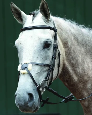 Fashion WEATHERBEETA Collegiate® Essential Padded Raised Figure-8 Bridle