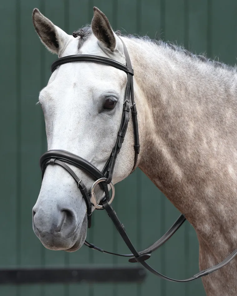 collegiate-essential-padded-ra-geaaMWxF-1.webp Clearance WEATHERBEETA Collegiate® Essential Padded Raised Flash Bridle