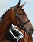 Best WEATHERBEETA Collegiate Syntovia+ Padded Raised Flash Bridle