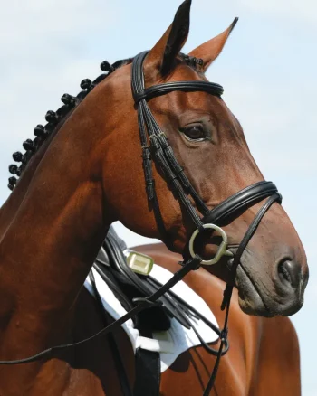 Best WEATHERBEETA Collegiate Syntovia+ Padded Raised Flash Bridle