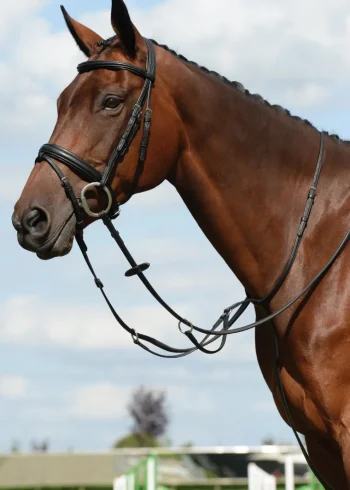 New WEATHERBEETA Collegiate® Syntovia+ Plain Flat Running Martingale