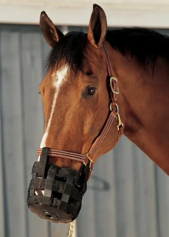 Outlet INTREPID INTL Best Friend® Grazing Muzzle