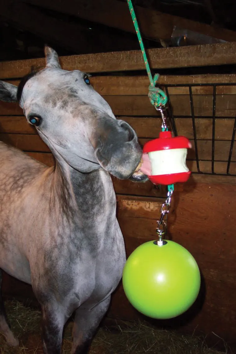 dLobYKmf_1.webp Best HORSEMEN S PRIDE Jolly Stall Snack System Horse Toy Apple