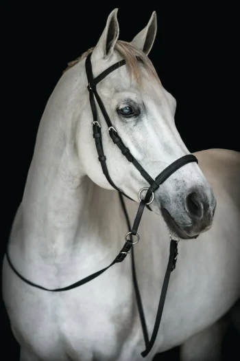 Sale BITLESS BRIDLE Dr. Cook's Beta BitlessBridle™