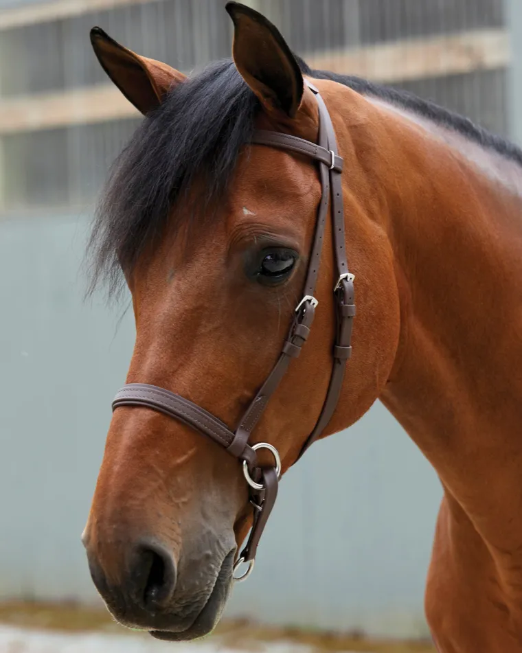 dr-cooks-beta-bitlessbridle-OFQtLWWS-2.webp Sale BITLESS BRIDLE Dr. Cook's Beta BitlessBridle™