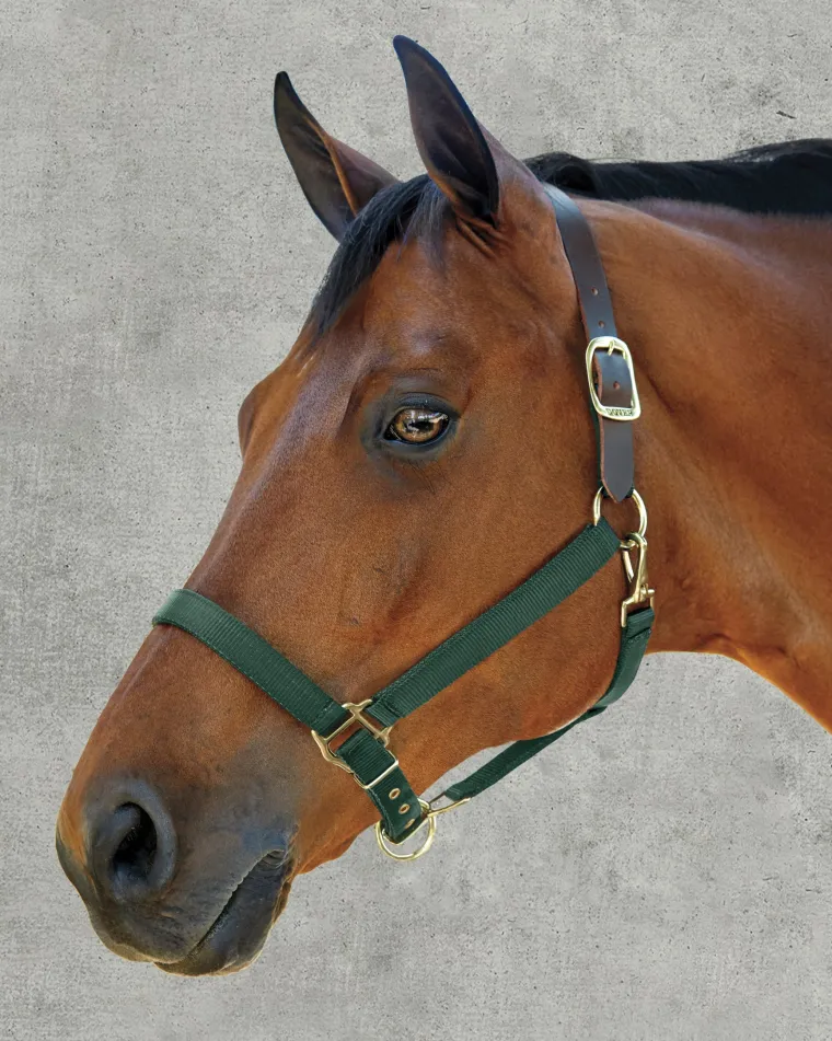 dsheavy-nylon-breakaway-halter-SYvsDRUC-1.webp New ZEETA INTERNATIONAL DS Heavy Nylon Breakaway Halter