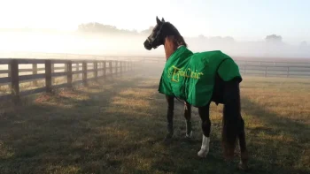 Sale BLUEGRASS ANIMAL EquiOtic™ Daily Packets-30 day