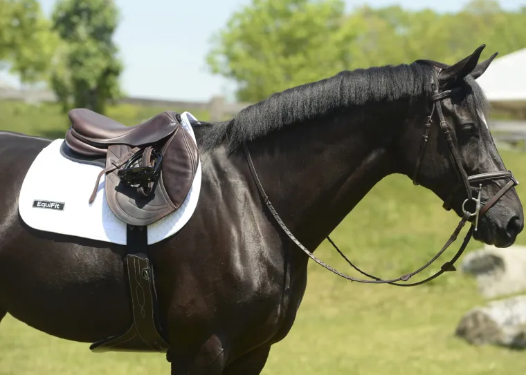 equifit-anatomical-bellyguard-cChkVIHx-3.webp Outlet EQUIFIT ® Anatomical BellyGuard Girth With SheepsWool™ T-Foam Liner Brown/Black