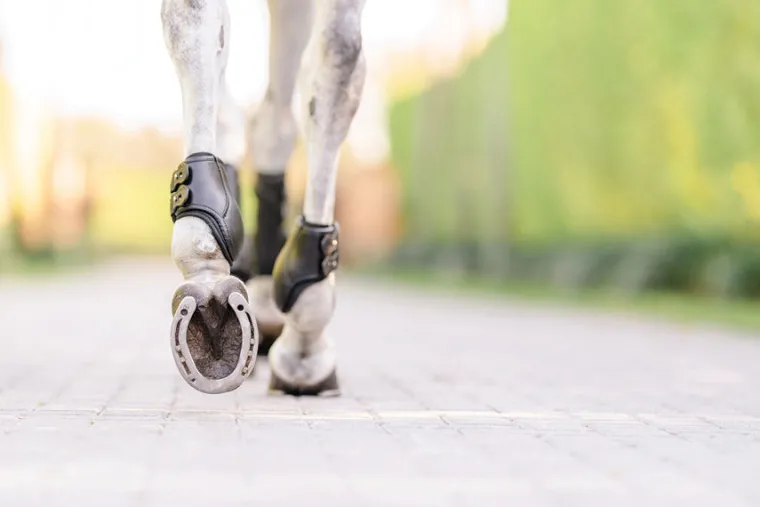 equifit-eq-teq-hind-boots-yFxjswBS-1.webp Clearance EQUIFIT ® Eq-Teq™ Hind Boots Black