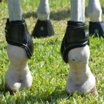 equifit-young-horse-boots-with-WLYtkVdd-0.webp