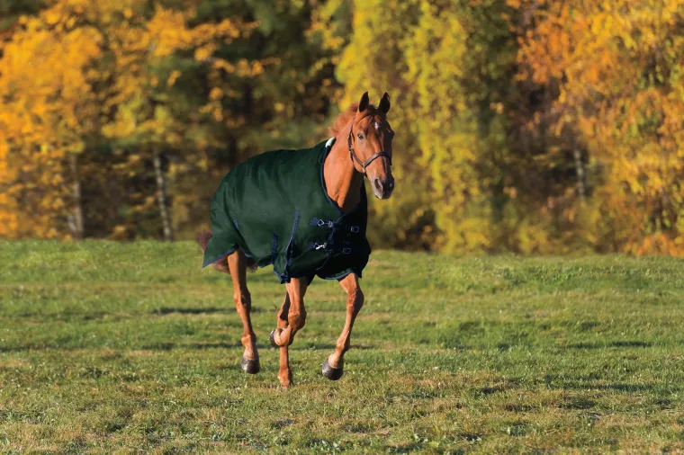 ewDHspZl_4.webp New CWEAR BRANCH Rider’s International™ Supreme Heavyweight Turnout Blanket