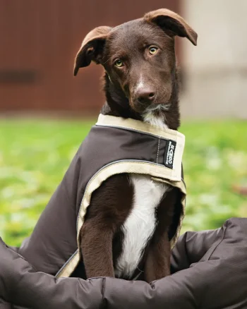 Clearance HORSEWARE ® Ireland Rambo® Waterproof Dog Blanket