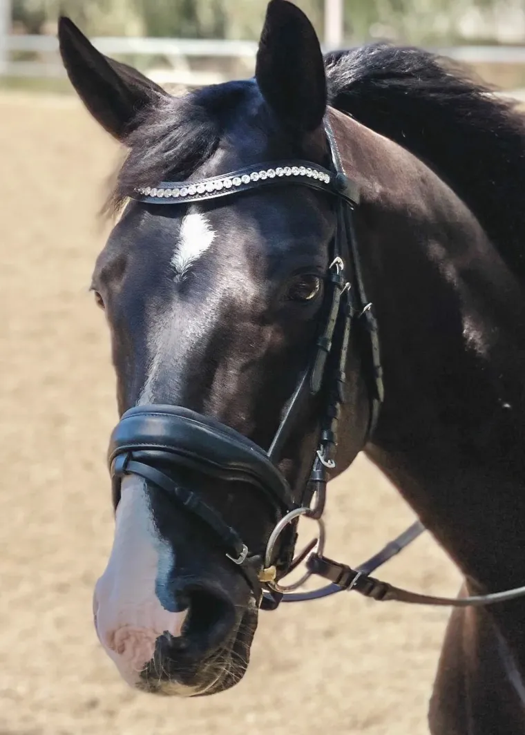 halter-ego-brixton-snaffle-bri-NmjgCXPW-1.webp Hot HALTER EGO Brixton Snaffle Bridle Black