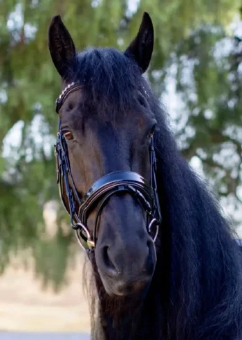 Sale HALTER EGO Ocala Snaffle Bridle Black Patent