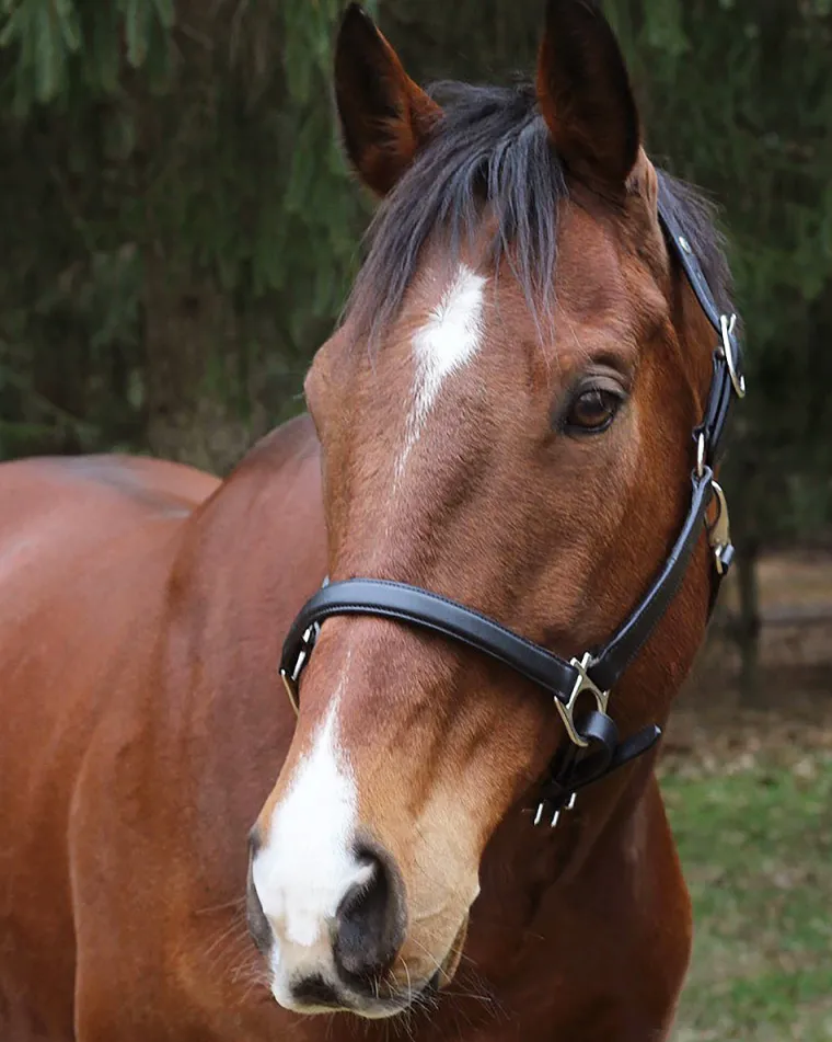 henri-de-rivel-everyday-halter-dvpjKbCP-0.webp New JPC EQUESTRIAN Henri De Rivel Everyday Halter Black