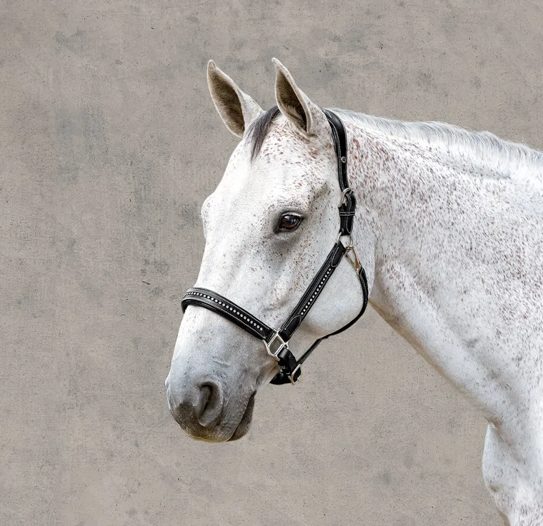 henri-de-rivel-padded-leather-bmeQMduu-4.webp Discount JPC EQUESTRIAN Henri De Rivel Padded Leather Crystal Halter