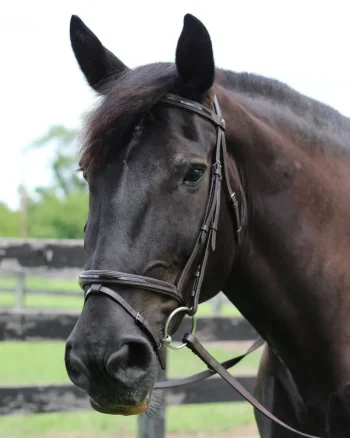 Clearance JPC EQUESTRIAN Henri De Rivel Piaffe Mono Crown Bridle With Flash Noseband & Patent Leather