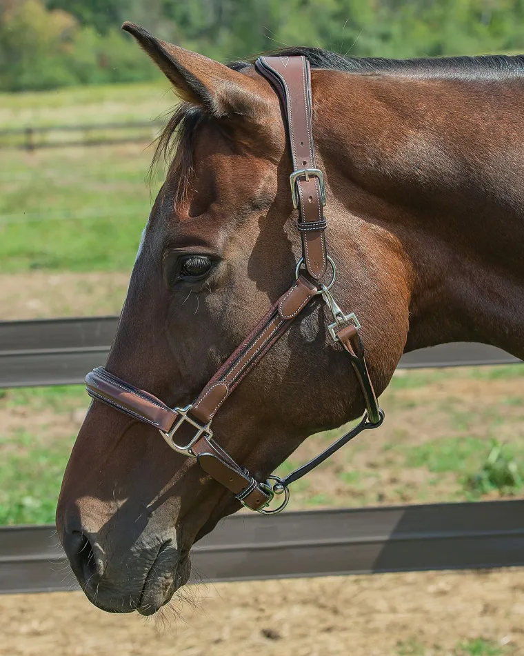 henri-de-rivel-stress-free-hal-CHejVLaF-0.webp Clearance JPC EQUESTRIAN Henri De Rivel Stress Free Halter With Fancy Contrast Stitching