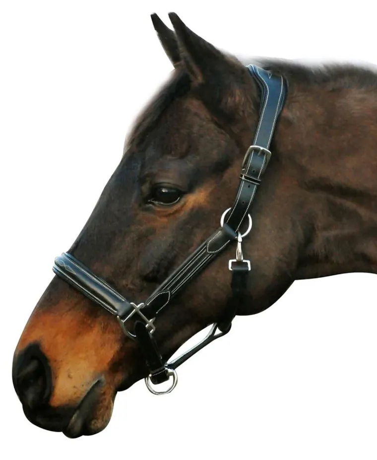 henri-de-rivel-stress-free-hal-CHejVLaF-2.webp Clearance JPC EQUESTRIAN Henri De Rivel Stress Free Halter With Fancy Contrast Stitching