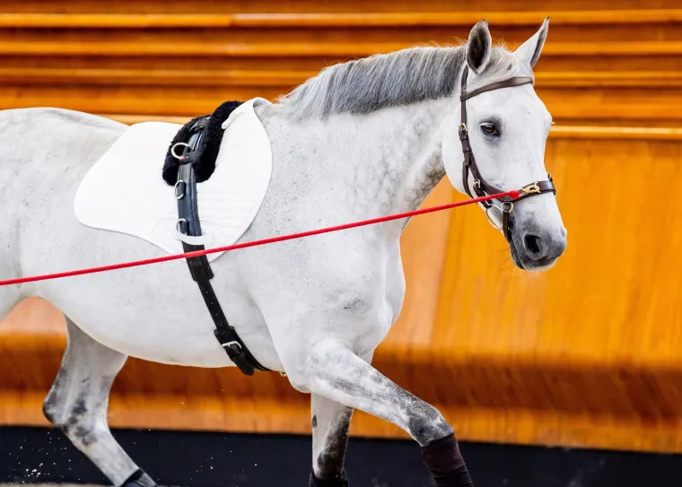 horseware-ireland-micklem2-mul-rIEmkLVQ-4.webp Best HORSEWARE ® Ireland Micklem2 Multibridle USA With Reins