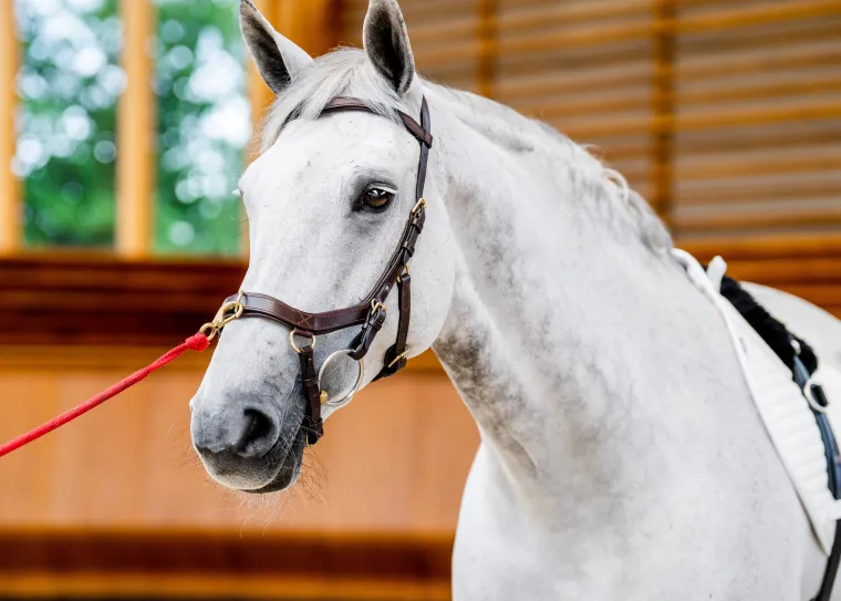 horseware-ireland-micklem2-mul-rIEmkLVQ-5.webp Best HORSEWARE ® Ireland Micklem2 Multibridle USA With Reins