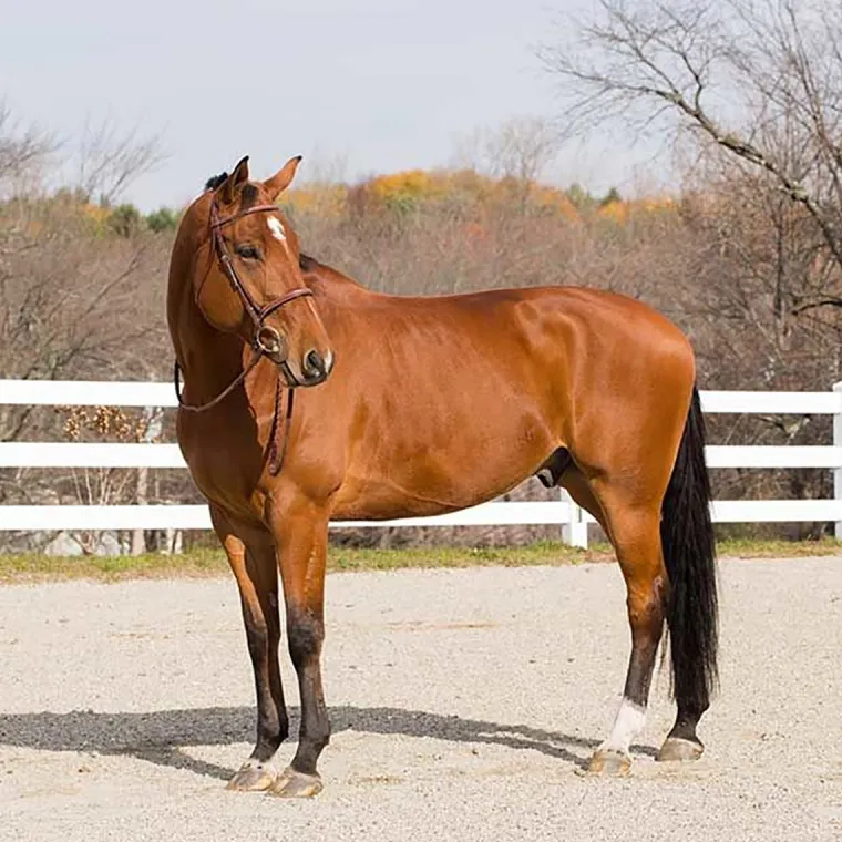 horze-harrison-bridle-KLYsxlBz-4.webp Outlet EQUINAVIA Horze Harrison Bridle