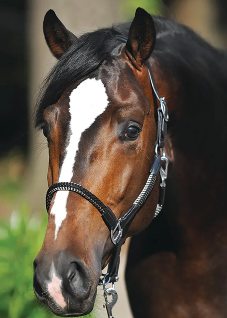 kavalkade-cavo-halter-nTFswsUO-0.webp Clearance PEP-KAVALKADE Kavalkade Cavo Halter