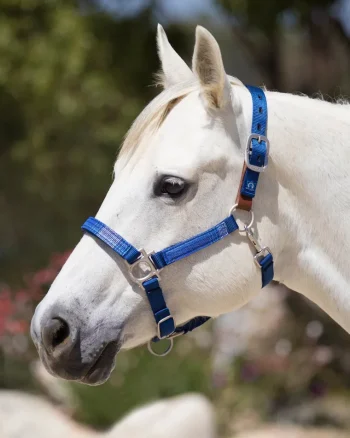 Online KENSINGTON ™ Premium Breakaway Halter