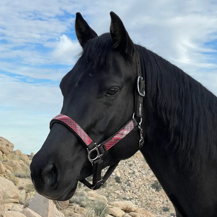 kensingtonpremium-halter-QTFIUzwY-0.webp New KENSINGTON ™ Premium Halter