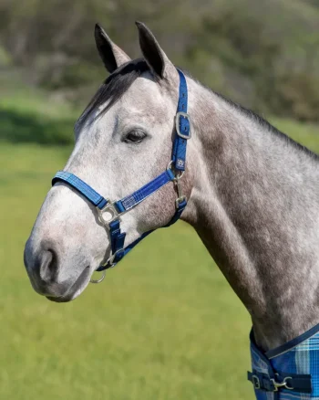 New KENSINGTON ™ Premium Halter