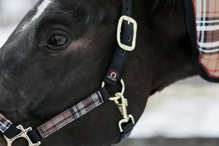 kensingtonpremium-halter-QTFIUzwY-11.webp New KENSINGTON ™ Premium Halter