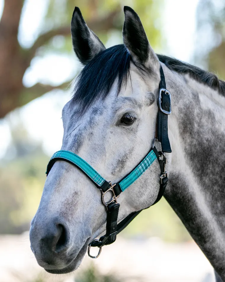 kensingtonpremium-halter-QTFIUzwY-16.webp New KENSINGTON ™ Premium Halter