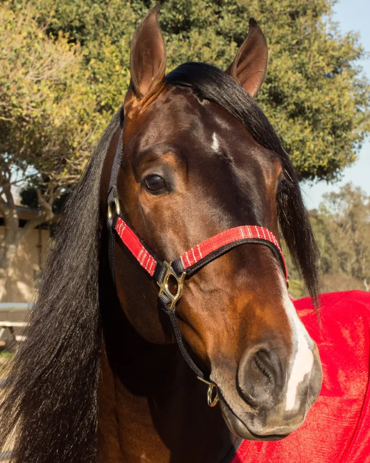 kensingtonpremium-halter-QTFIUzwY-18.webp New KENSINGTON ™ Premium Halter