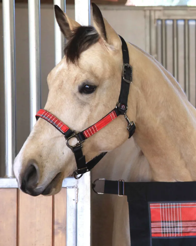 kensingtonpremium-halter-QTFIUzwY-19.webp New KENSINGTON ™ Premium Halter