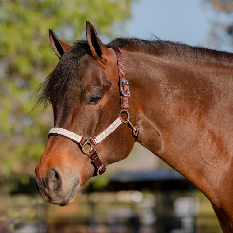 kensingtonpremium-halter-QTFIUzwY-26.webp New KENSINGTON ™ Premium Halter