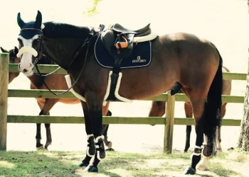 Online KENTUCKY HORSEWEAR Vegan Sheepskin Stud Girth Brown