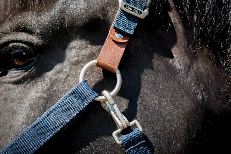 lami-cell-fleece-lined-halter-NXmfdOrU-5.webp Sale PARTRADE Lami-Cell Fleece-Lined Halter